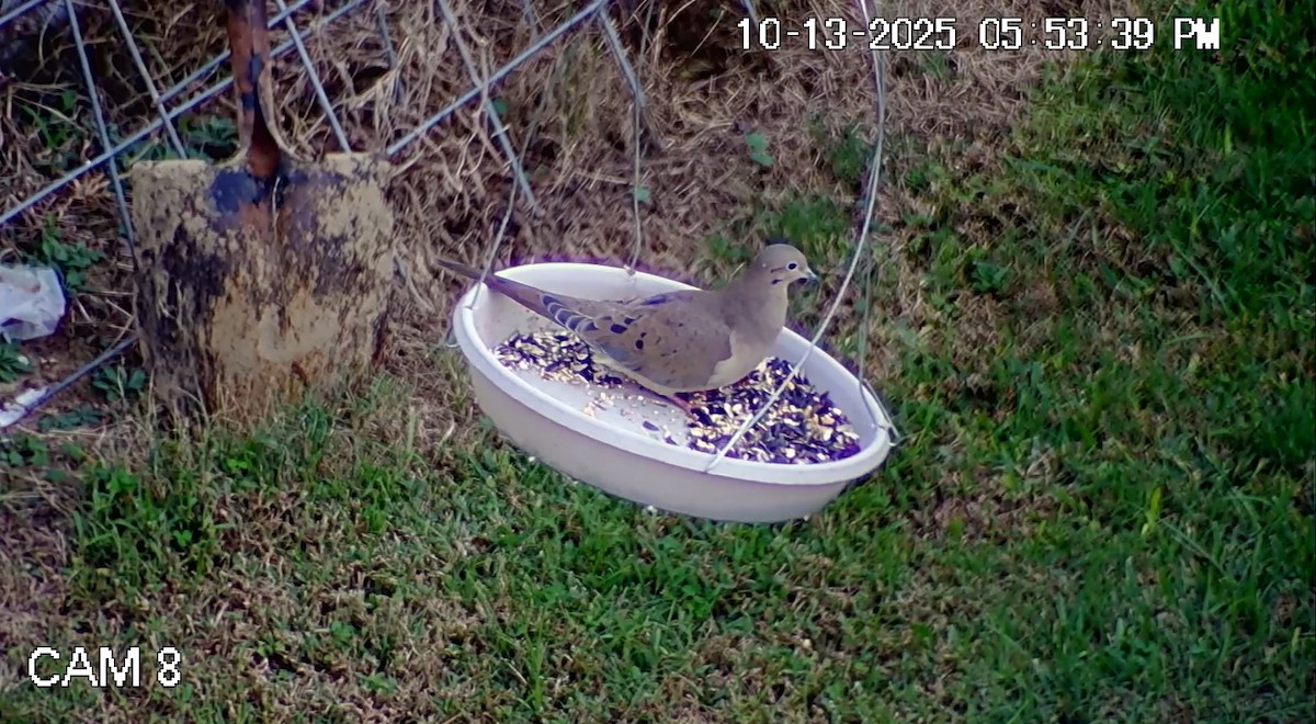 Mourning Dove - ML643513986