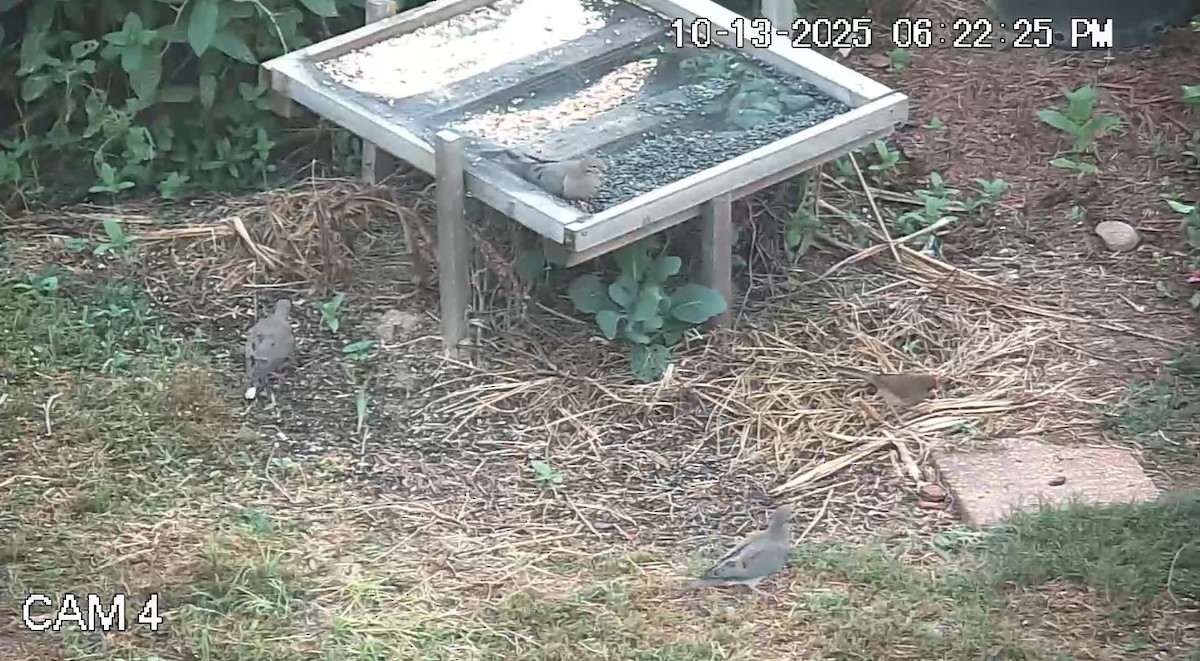 Mourning Dove - ML643513987