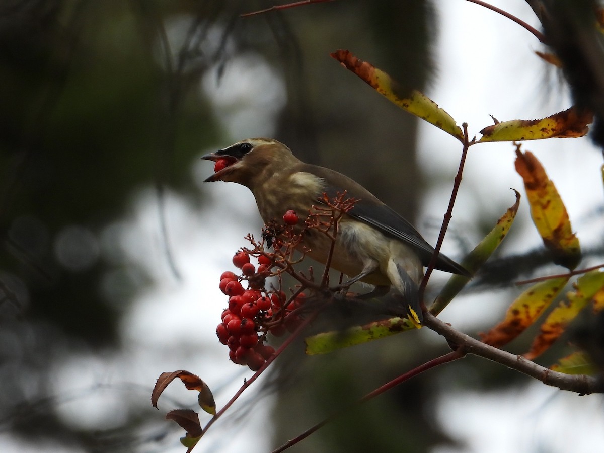 Cedar Waxwing - ML643513989