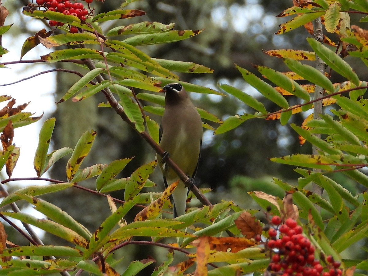 Cedar Waxwing - ML643513990