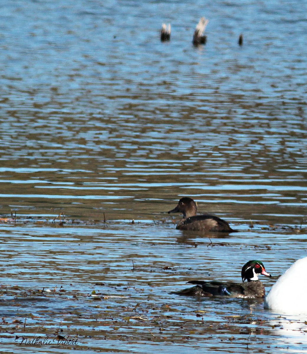 Canard branchu - ML643513992