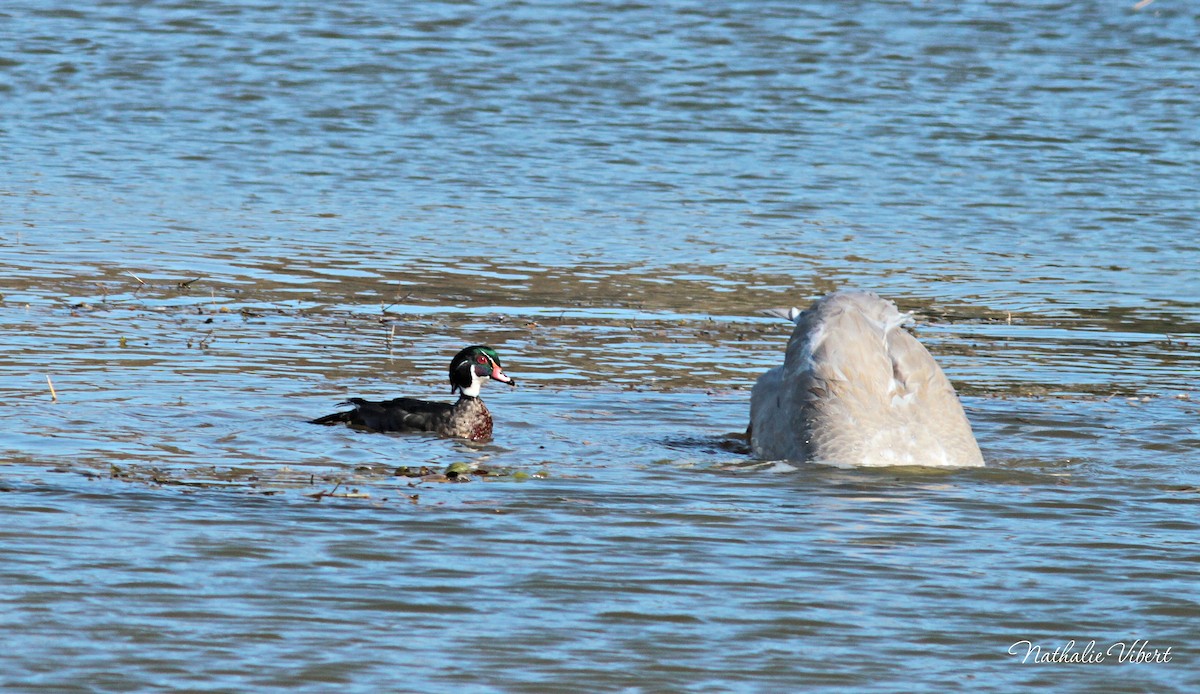 Canard branchu - ML643513993