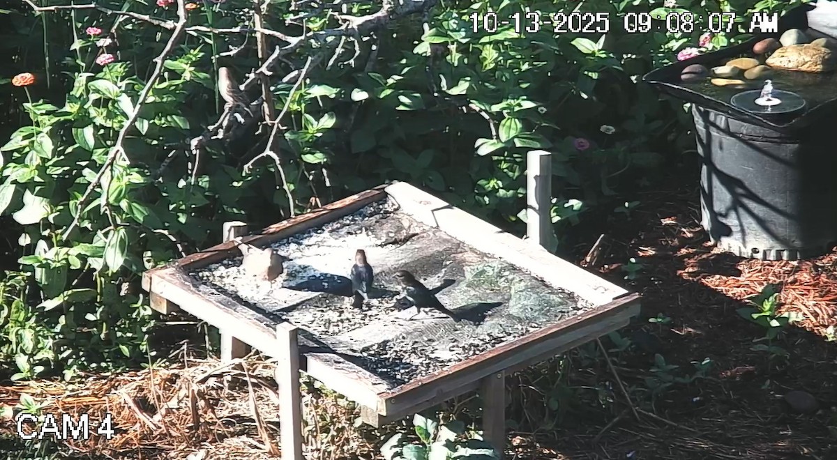 Brown-headed Cowbird - ML643513994