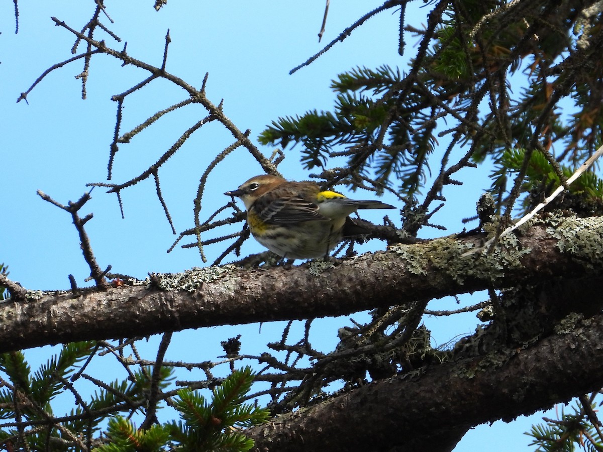 Yellow-rumped Warbler - ML643514004