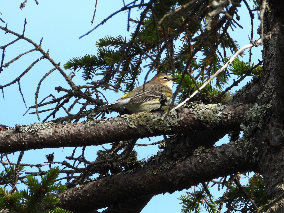 Yellow-rumped Warbler - ML643514005