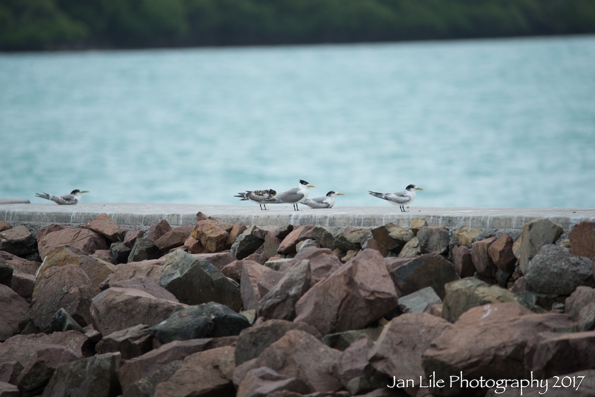 Great Crested Tern - ML64351401