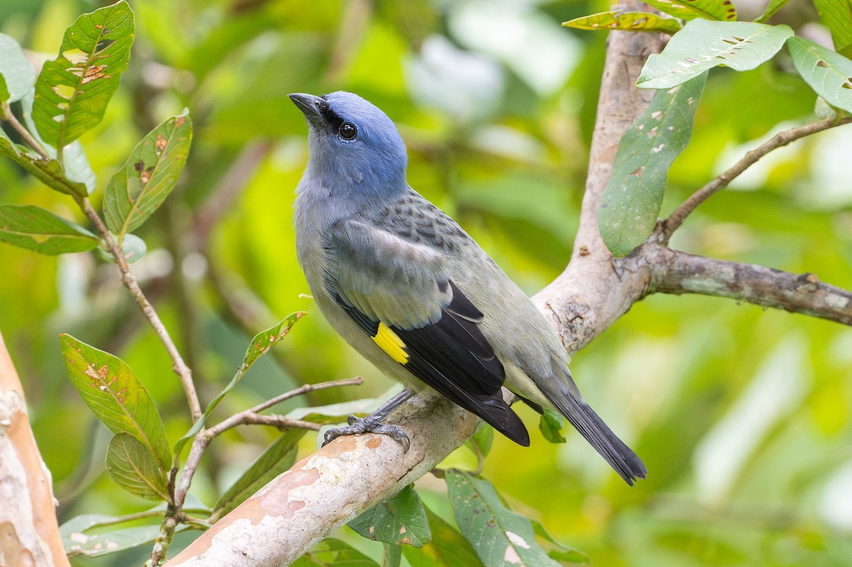 Yellow-winged Tanager - ML643514014