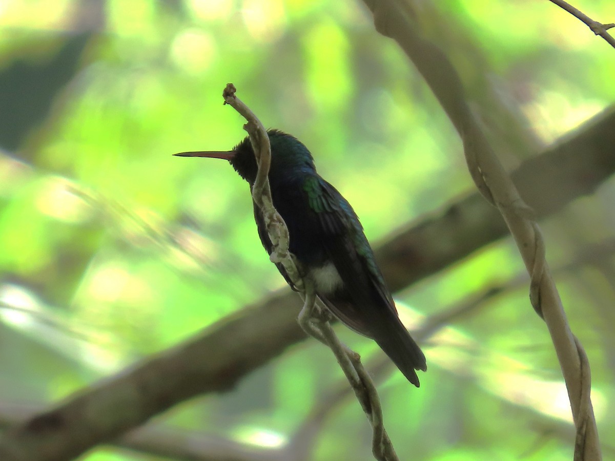 Violet-bellied Hummingbird - ML643514026