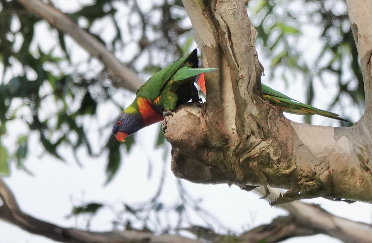 Rainbow Lorikeet - ML643514030