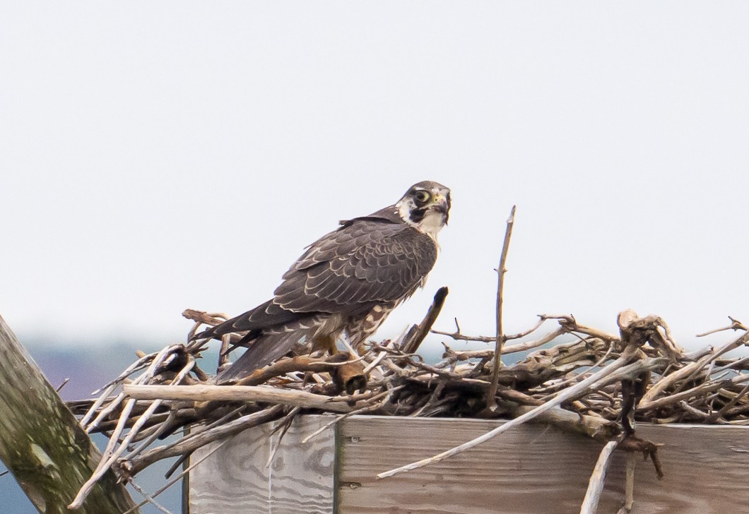 Peregrine Falcon - ML643514033