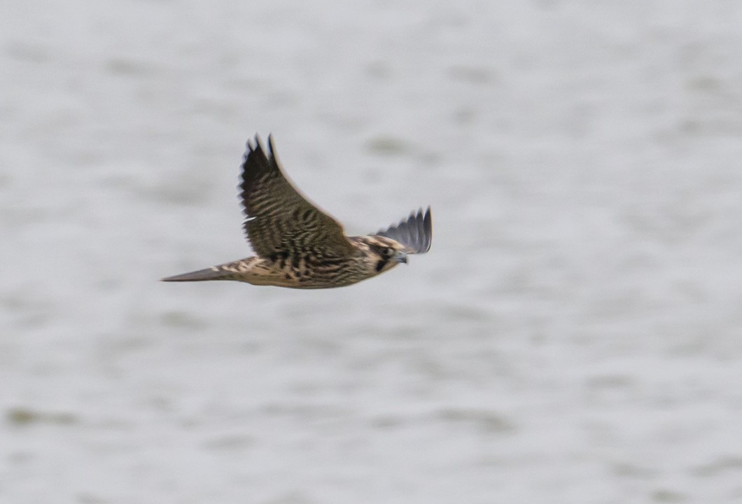Peregrine Falcon - ML643514034