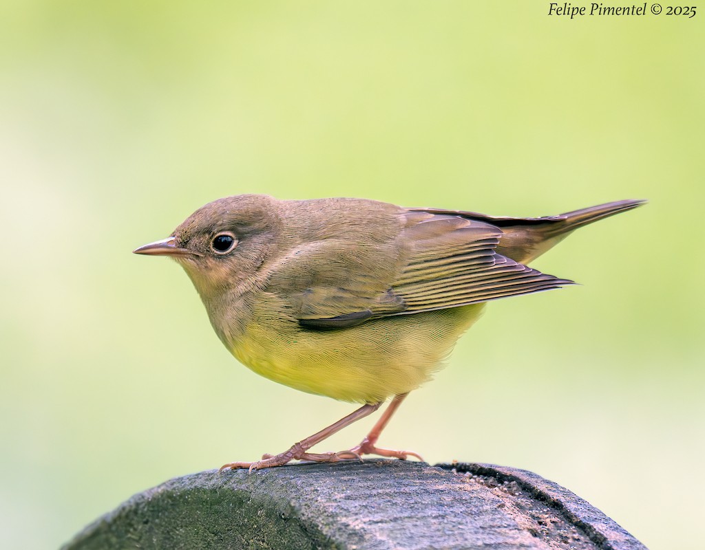 Connecticut Warbler - ML643514037