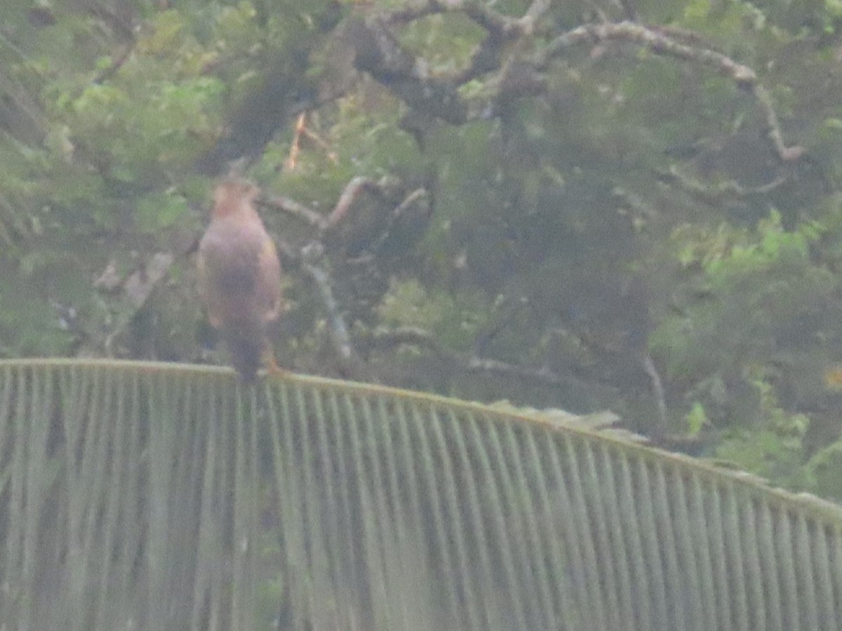 Savanna Hawk - ML643514039