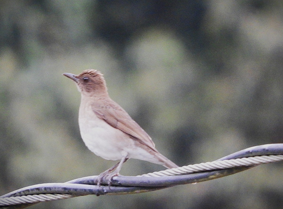 Black-billed Thrush - ML643514045