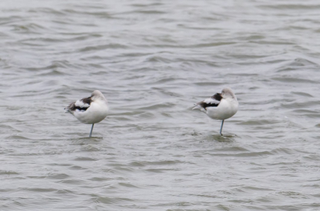 Avoceta Americana - ML643514046