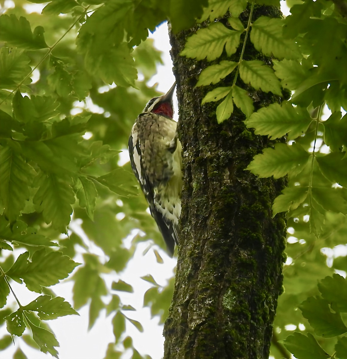 Yellow-bellied Sapsucker - ML643514056