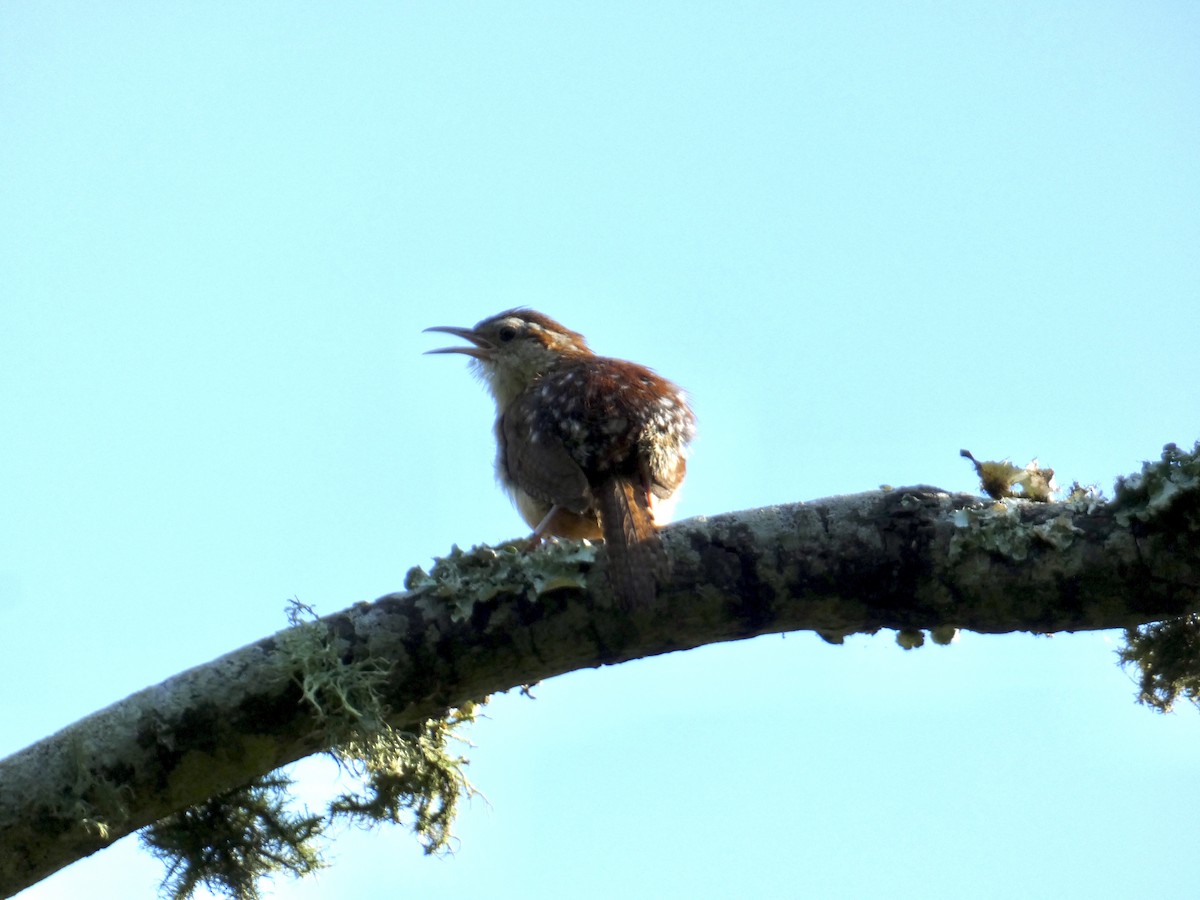 Carolina Wren - ML643514068