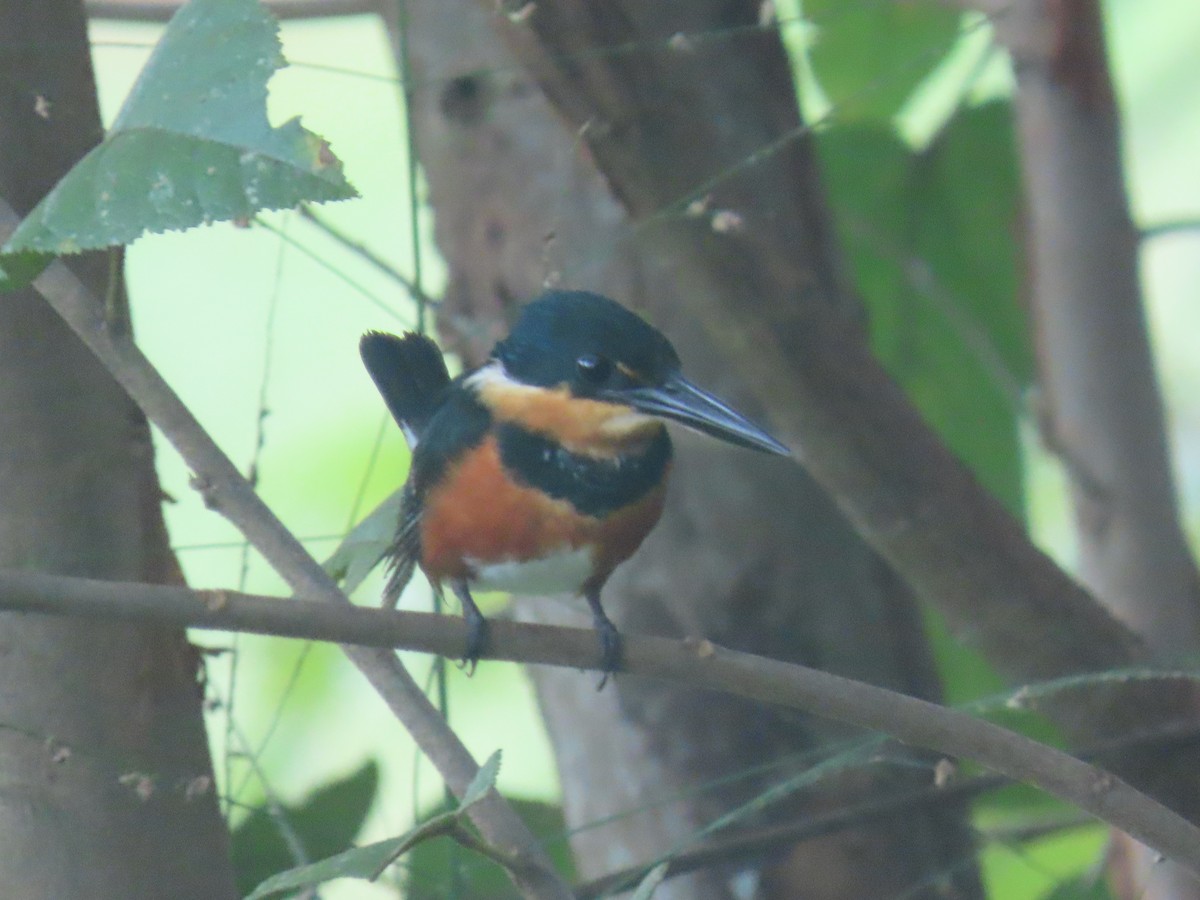 American Pygmy Kingfisher - ML643514070