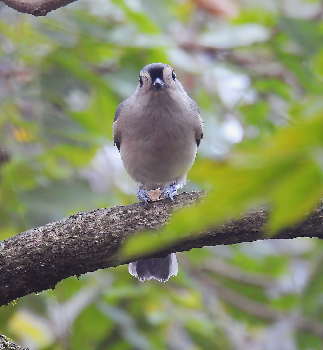 Mésange bicolore - ML643514073