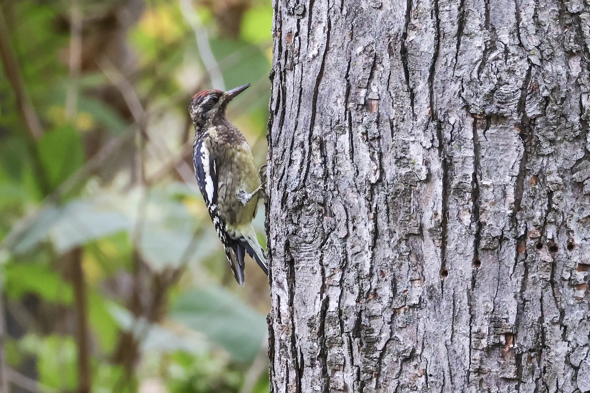 Yellow-bellied Sapsucker - ML643514081