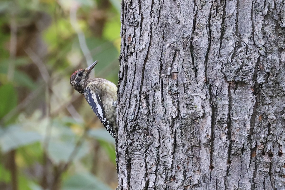 Yellow-bellied Sapsucker - ML643514083