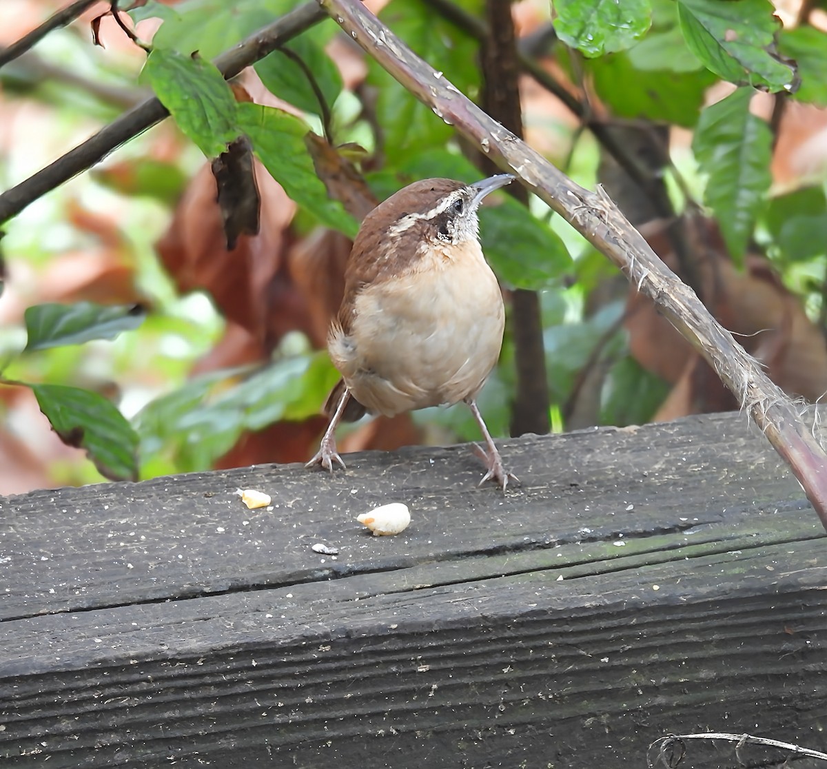 Carolina Wren - ML643514090
