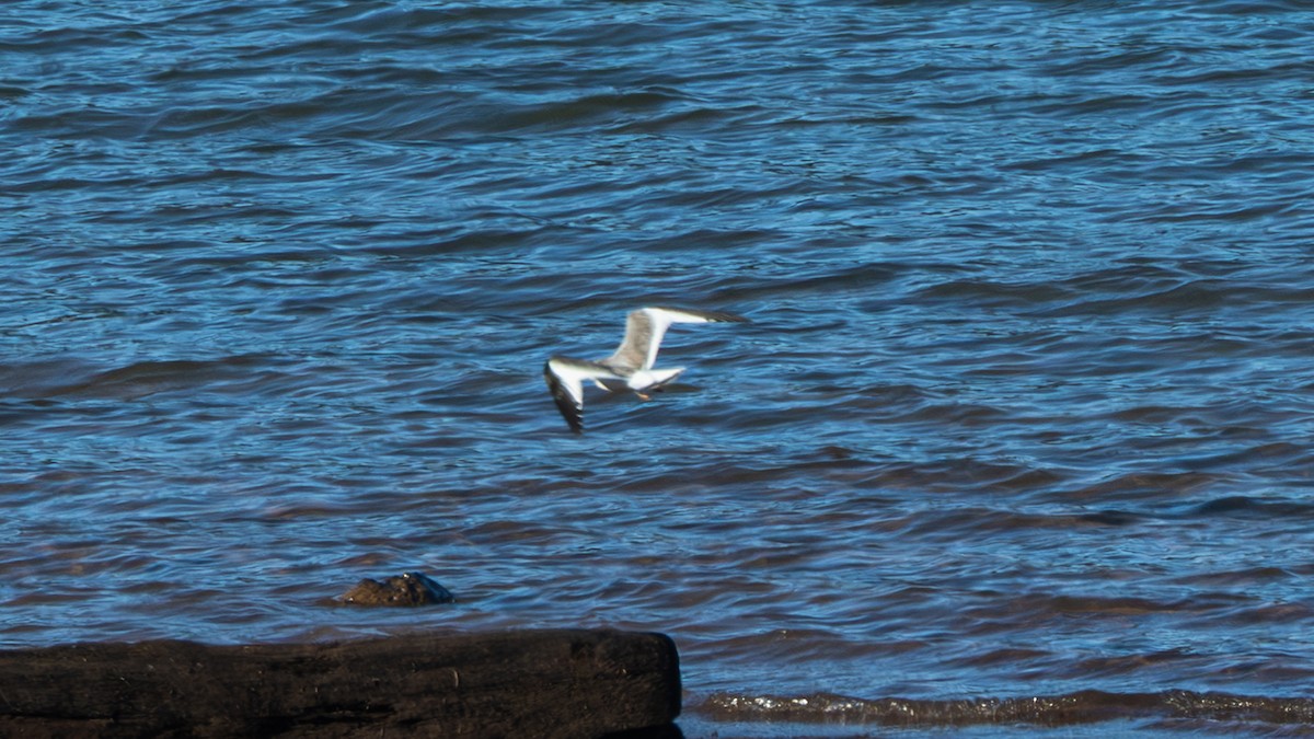 Sabine's Gull - ML643514097