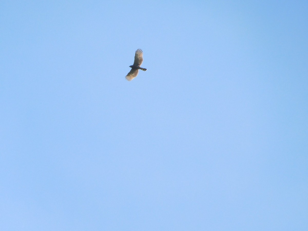 Hook-billed Kite - ML643514098