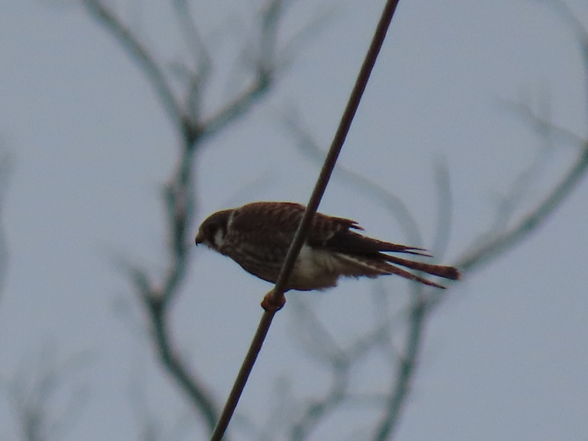 American Kestrel - ML643514110