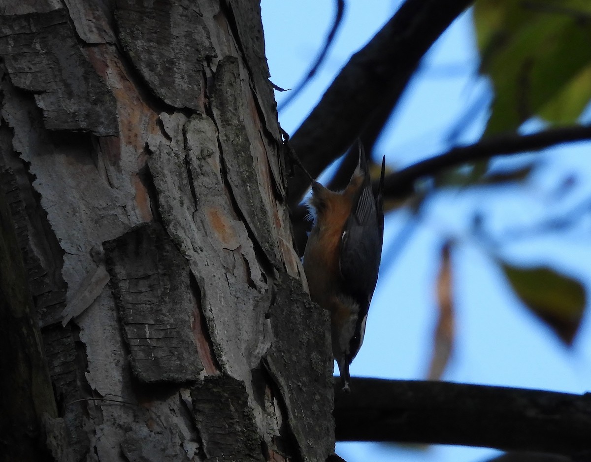 Red-breasted Nuthatch - ML643514113
