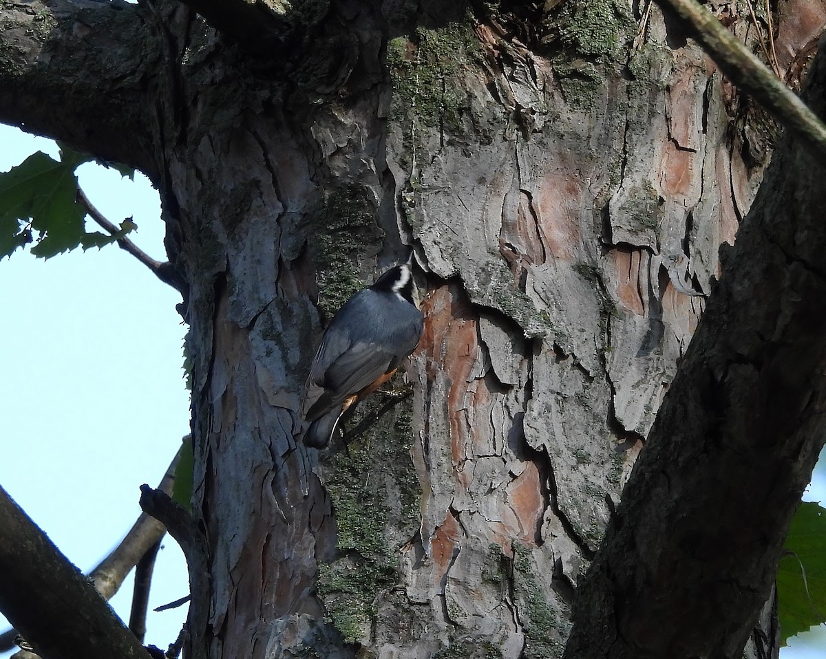 Red-breasted Nuthatch - ML643514114