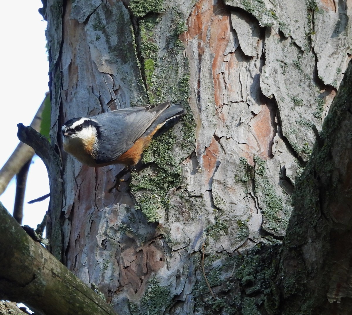 Red-breasted Nuthatch - ML643514115
