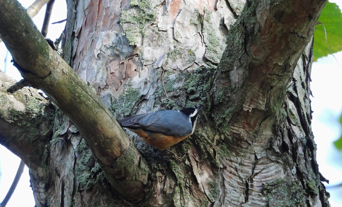 Red-breasted Nuthatch - ML643514116