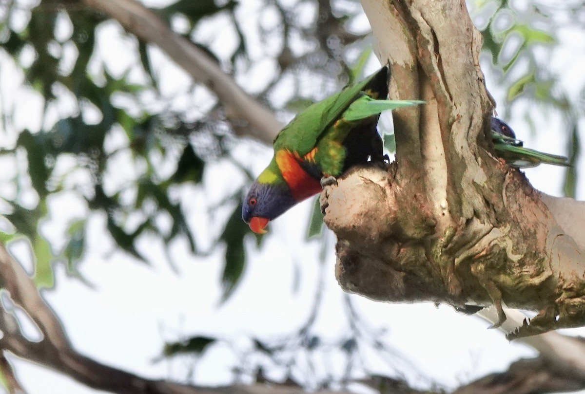 Rainbow Lorikeet - ML643514120