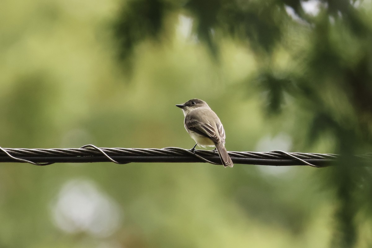 Eastern Phoebe - ML643514134