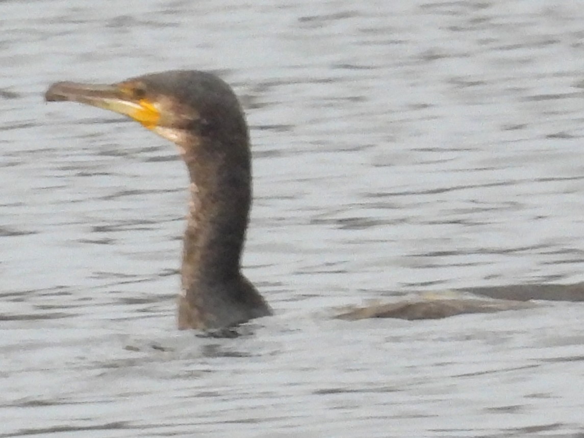 Grand Cormoran - ML643514143