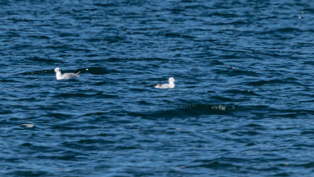 Bonaparte's Gull - ML643514160