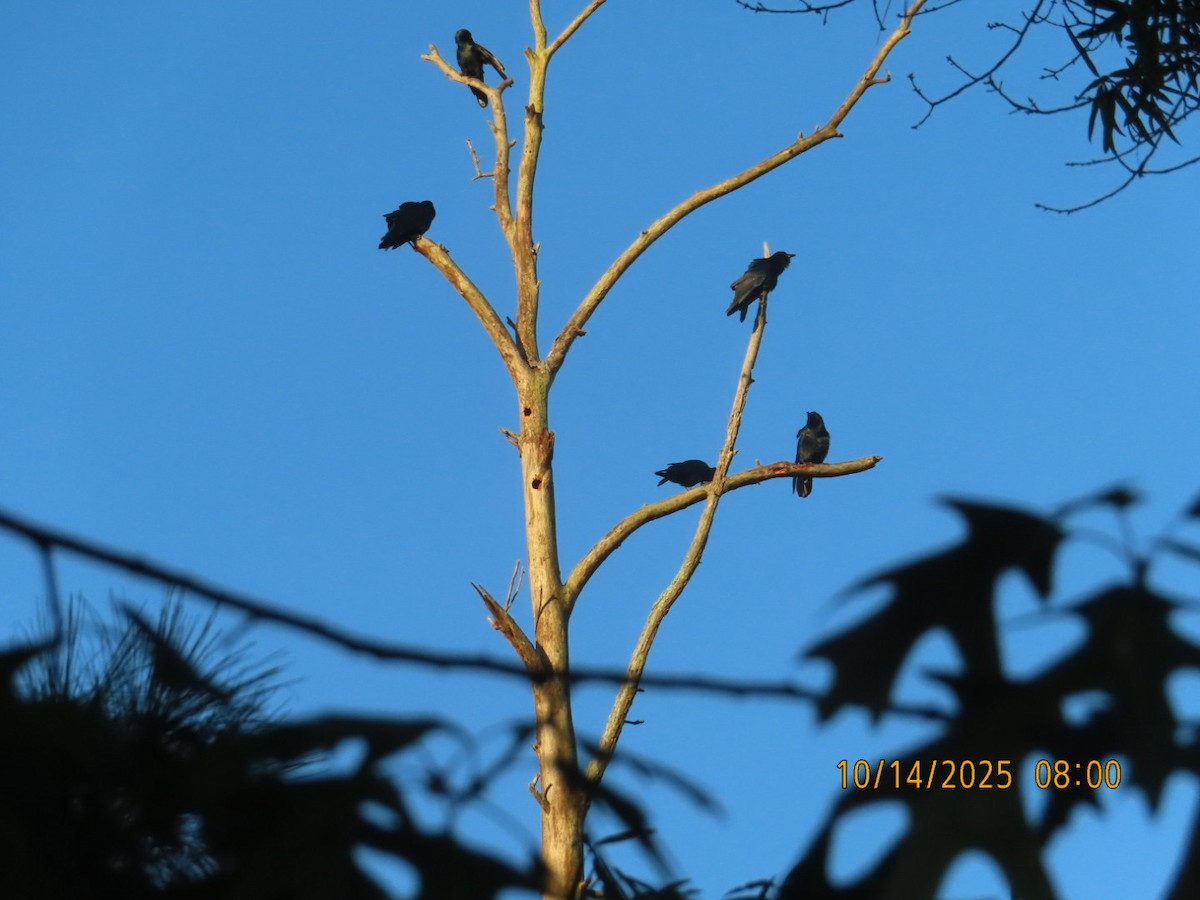 Fish Crow - ML643514174