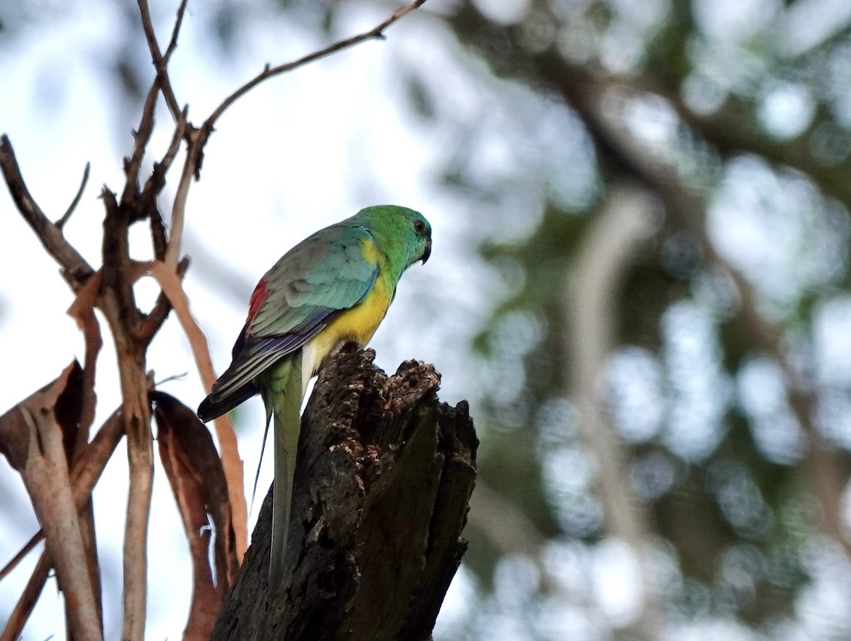 Red-rumped Parrot - ML643514179