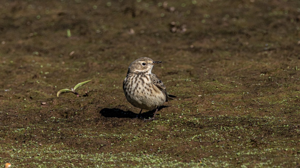American Pipit - ML643514183