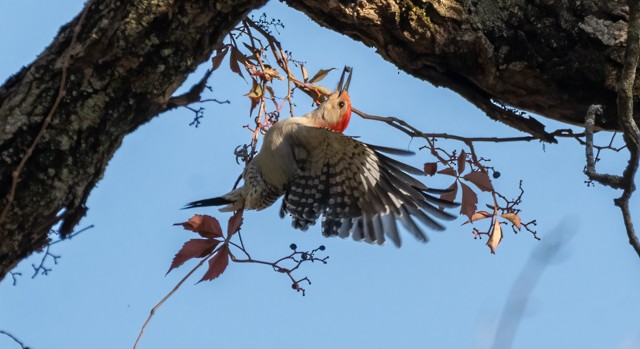Red-bellied Woodpecker - ML643514203