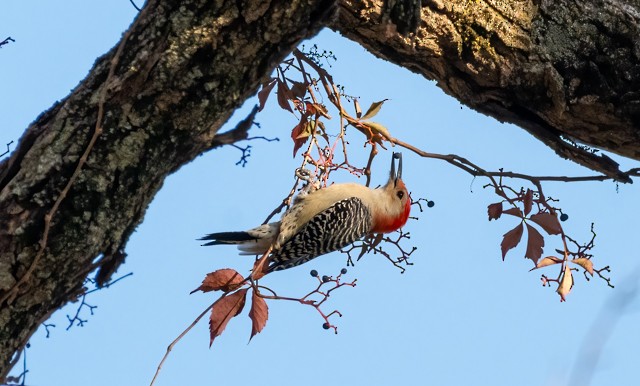 Red-bellied Woodpecker - ML643514204