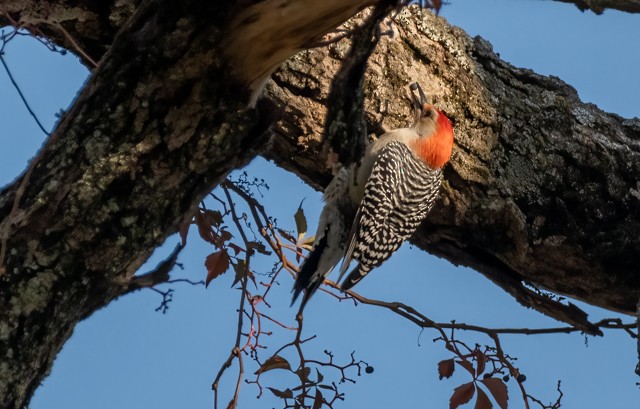 Red-bellied Woodpecker - ML643514205