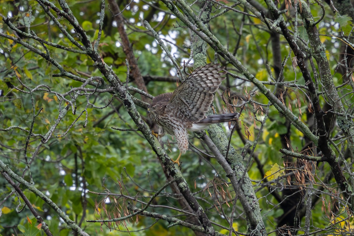 Cooper's Hawk - ML643514207