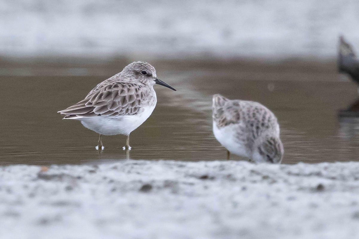 pygmésnipe - ML643514229