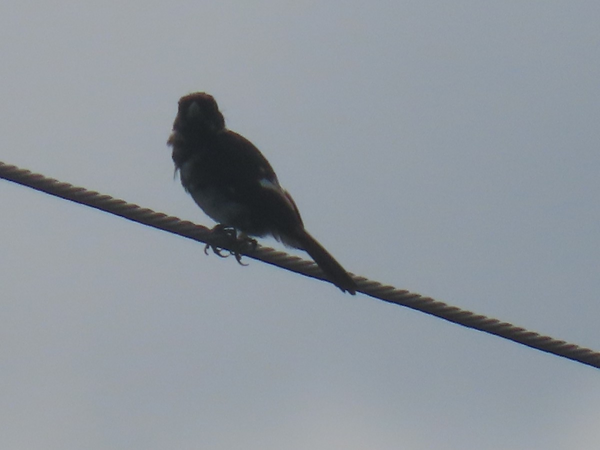 Variable Seedeater - ML643514230