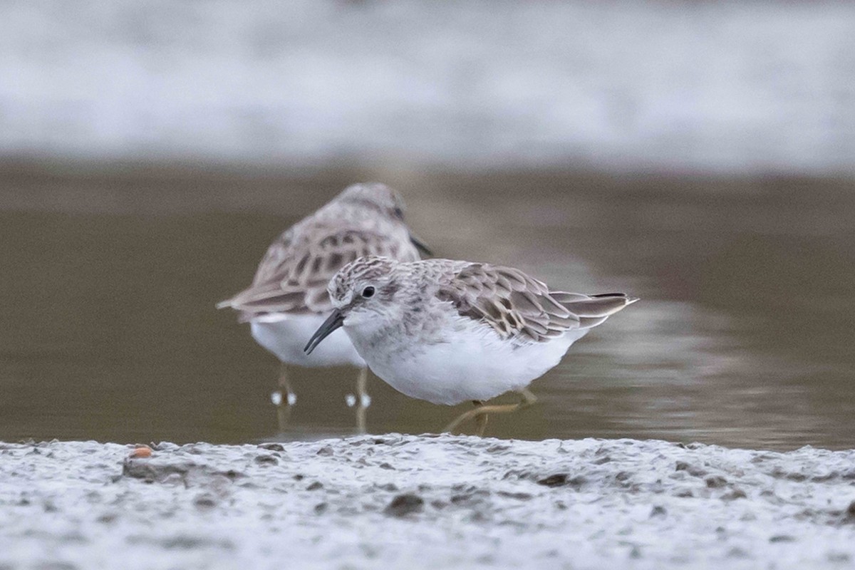 pygmésnipe - ML643514233