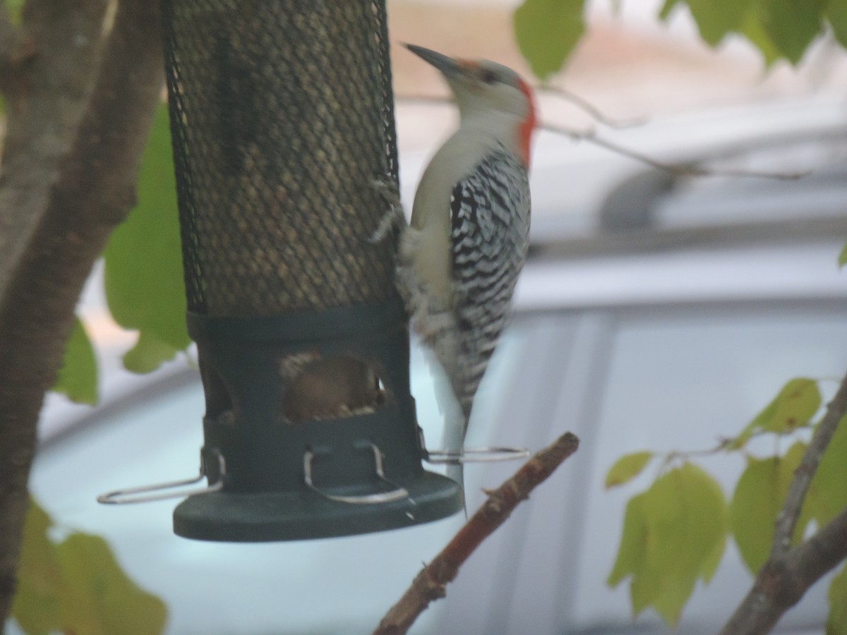 Red-bellied Woodpecker - ML643514236