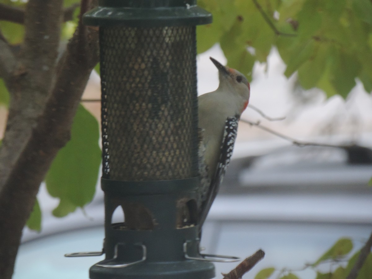 Red-bellied Woodpecker - ML643514237