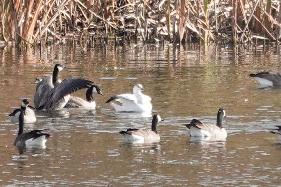Ross's Goose - ML643514292